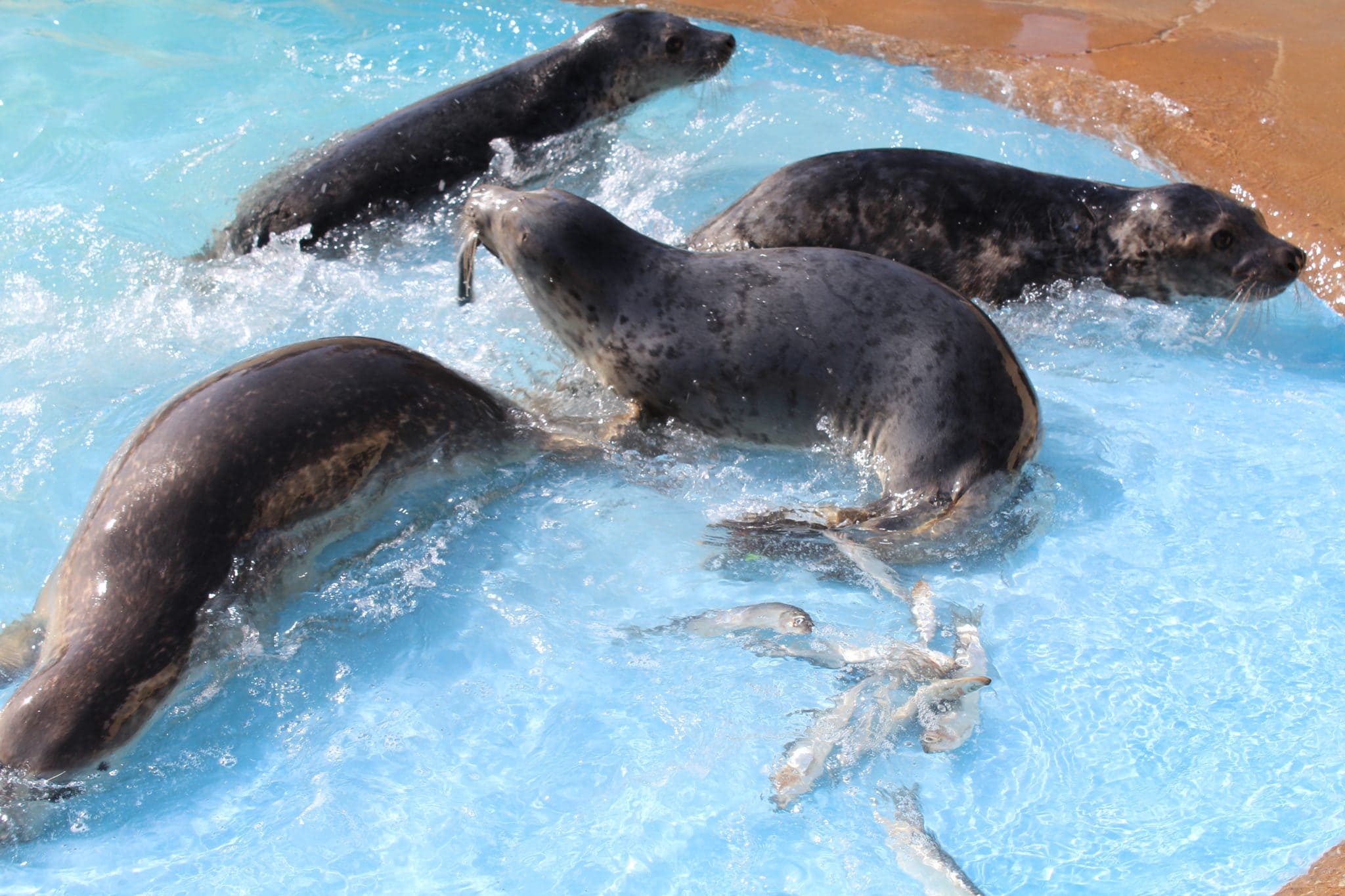 Natureland Seal Sanctuary