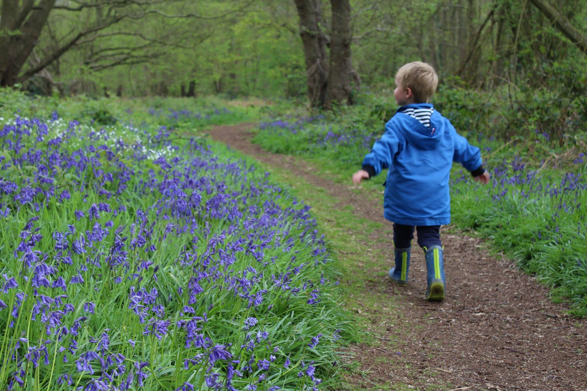 Tattershall Carrs Woods Woodland Trust Bluebells