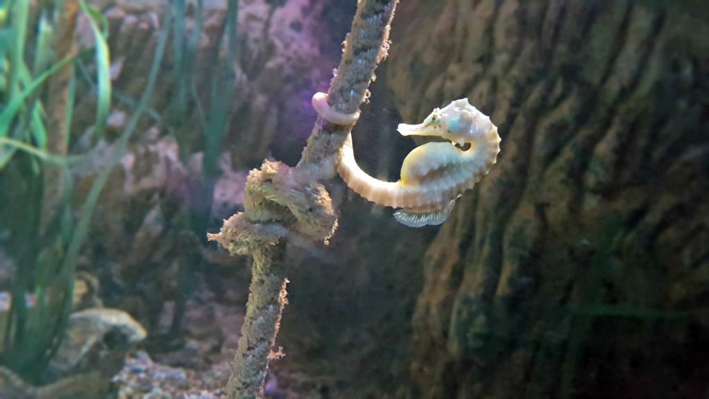 blackpool seahorse