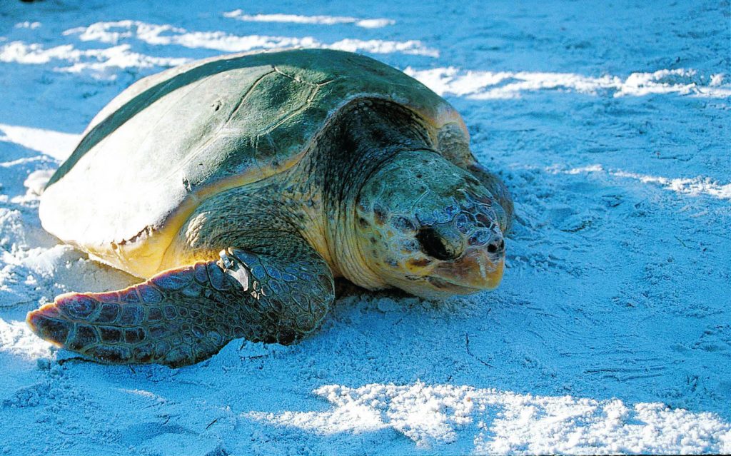 Sea Turtle SRWfR0h7Nz2AduslxaTFE7t18q0ABlZBh cmyk l