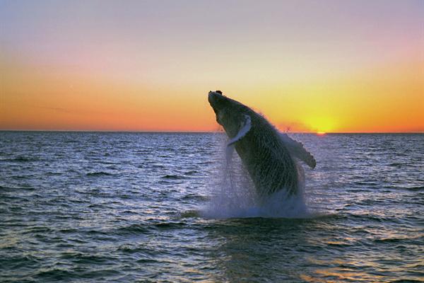 humpback midnight jump