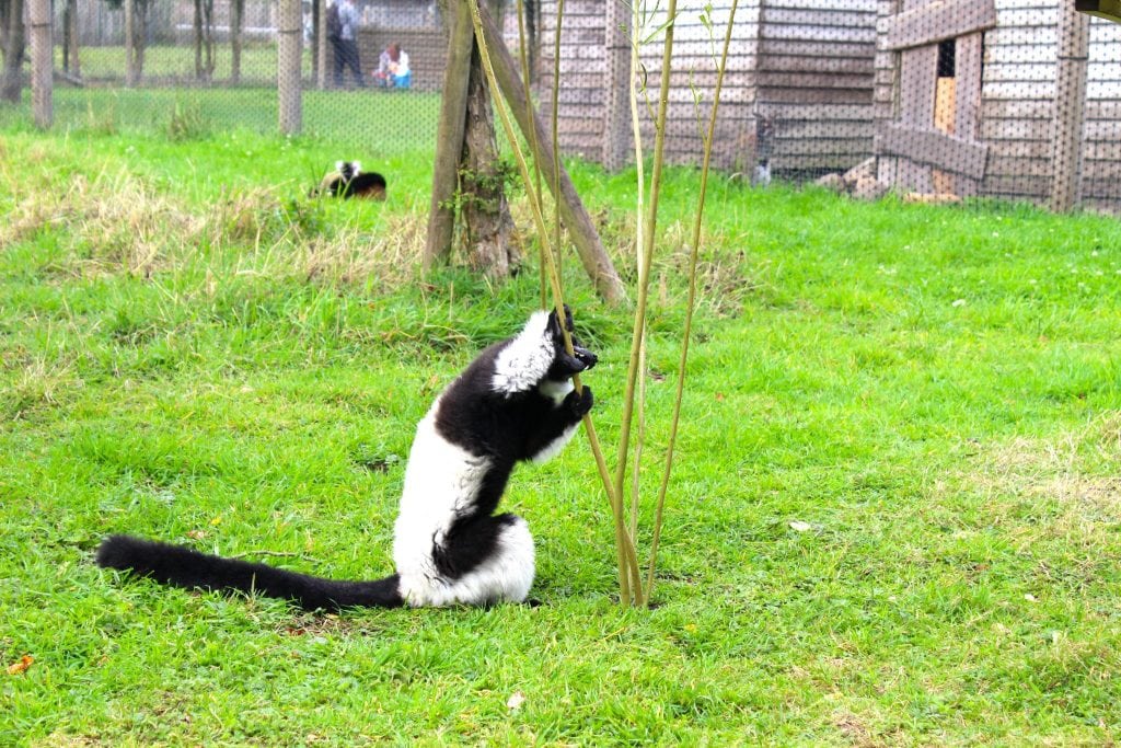 In the Lemur enclosure