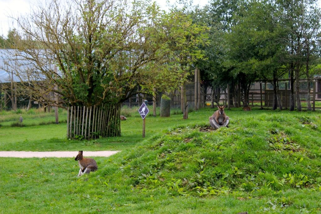 In the Wallaby enclosure