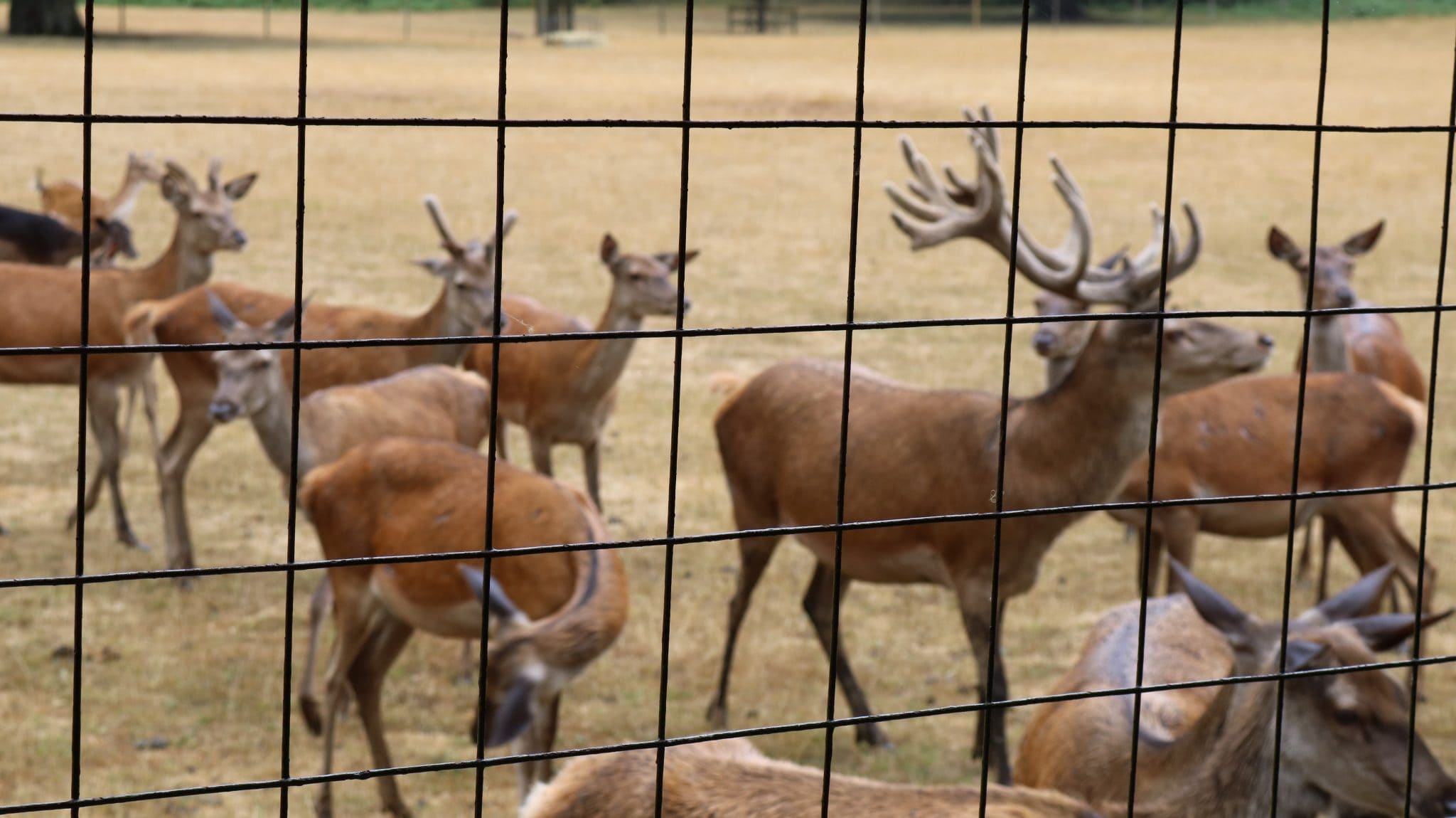 Roarr Dinosaur Adventure Dinosaur Theme Park Norfolk Review