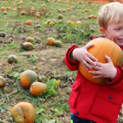 10 + Pumpkin Patches PYO East Midlands 2025