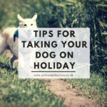 Tips for Taking Your Dog on Holiday