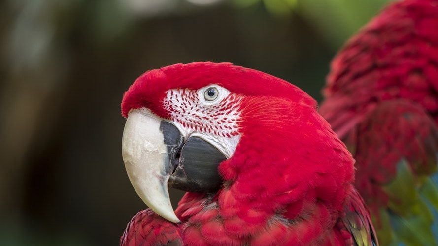 Macaw of the Amazon Rainforest