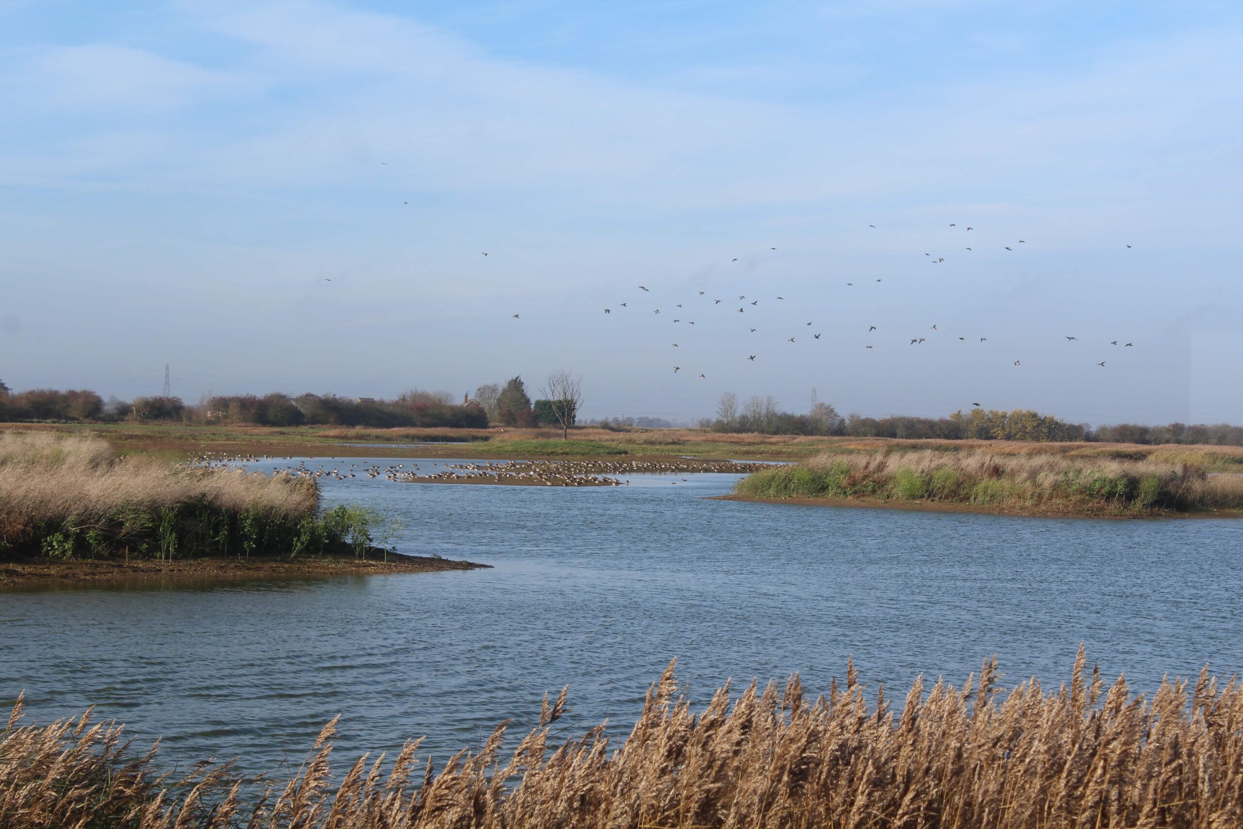 RSPB Frampton Marsh