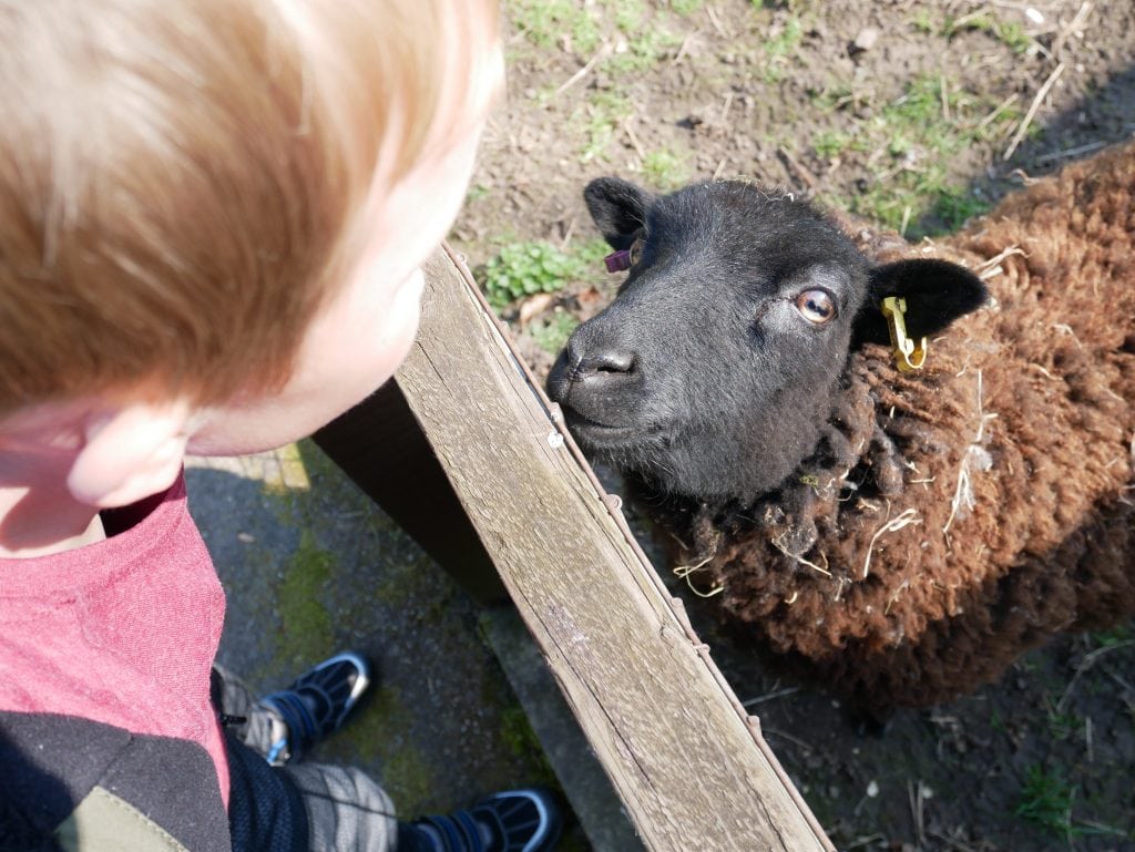 Saying hello to the sheep - you are not allowed to feed the animals here but we did stroke a sheep and a goat