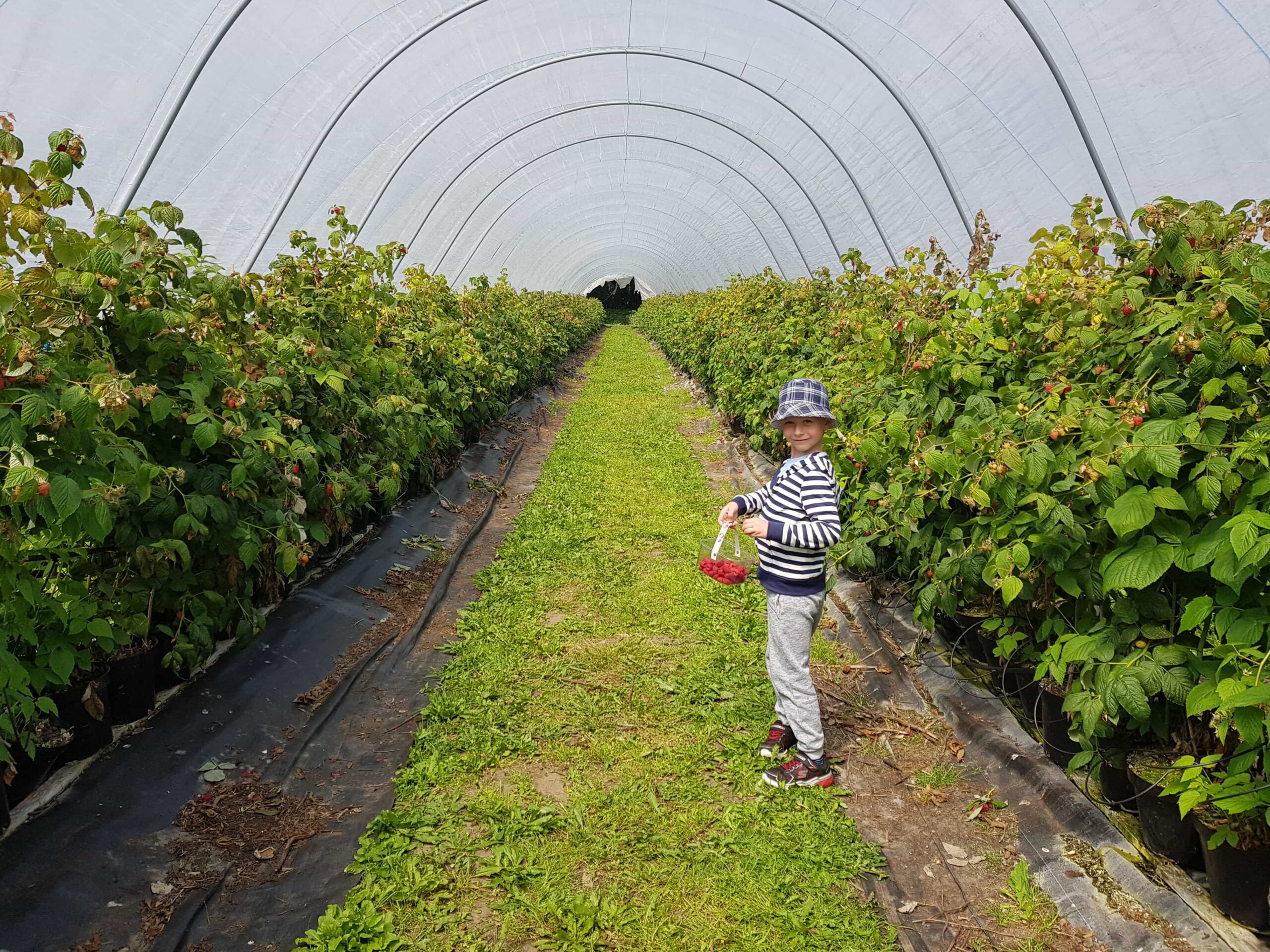 Fruit Picking in North Yorkshire | Balloon Tree Farmshop & Cafe