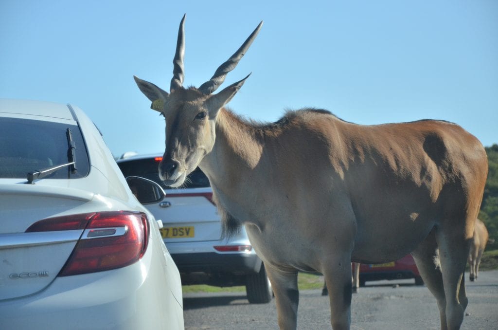 West Midland Safari Park | Family Day Out Review