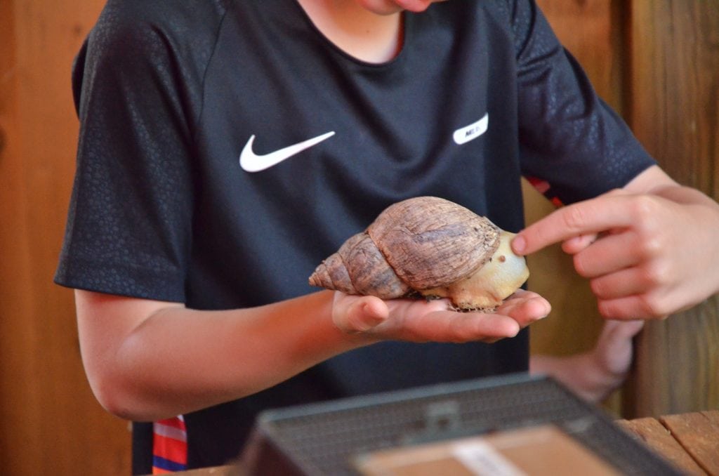 Giant African Land snail handling