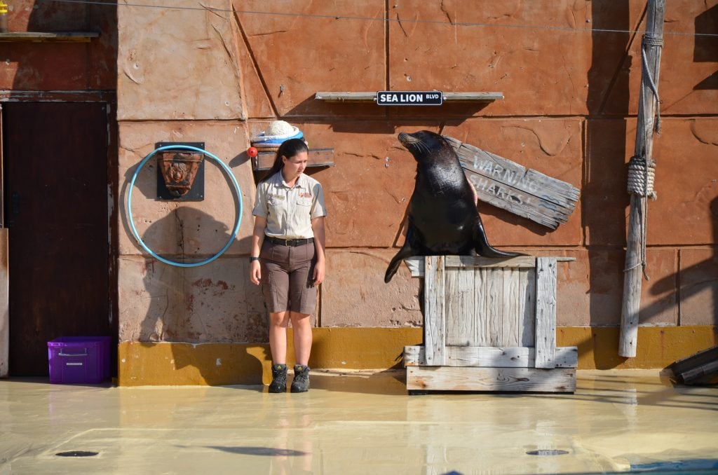 Sea Lion Show