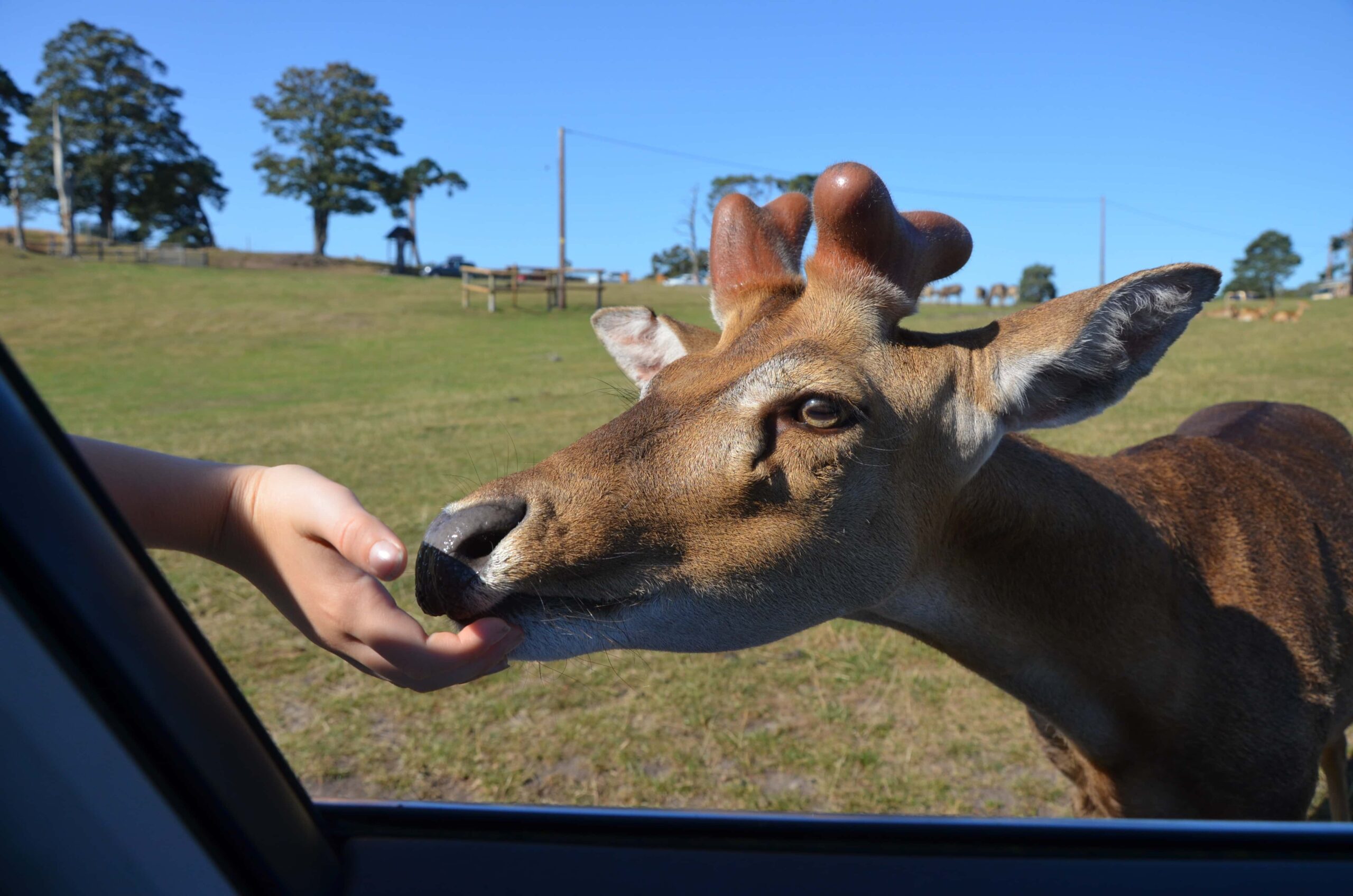 West Midland Safari Park | Family Day Out Review