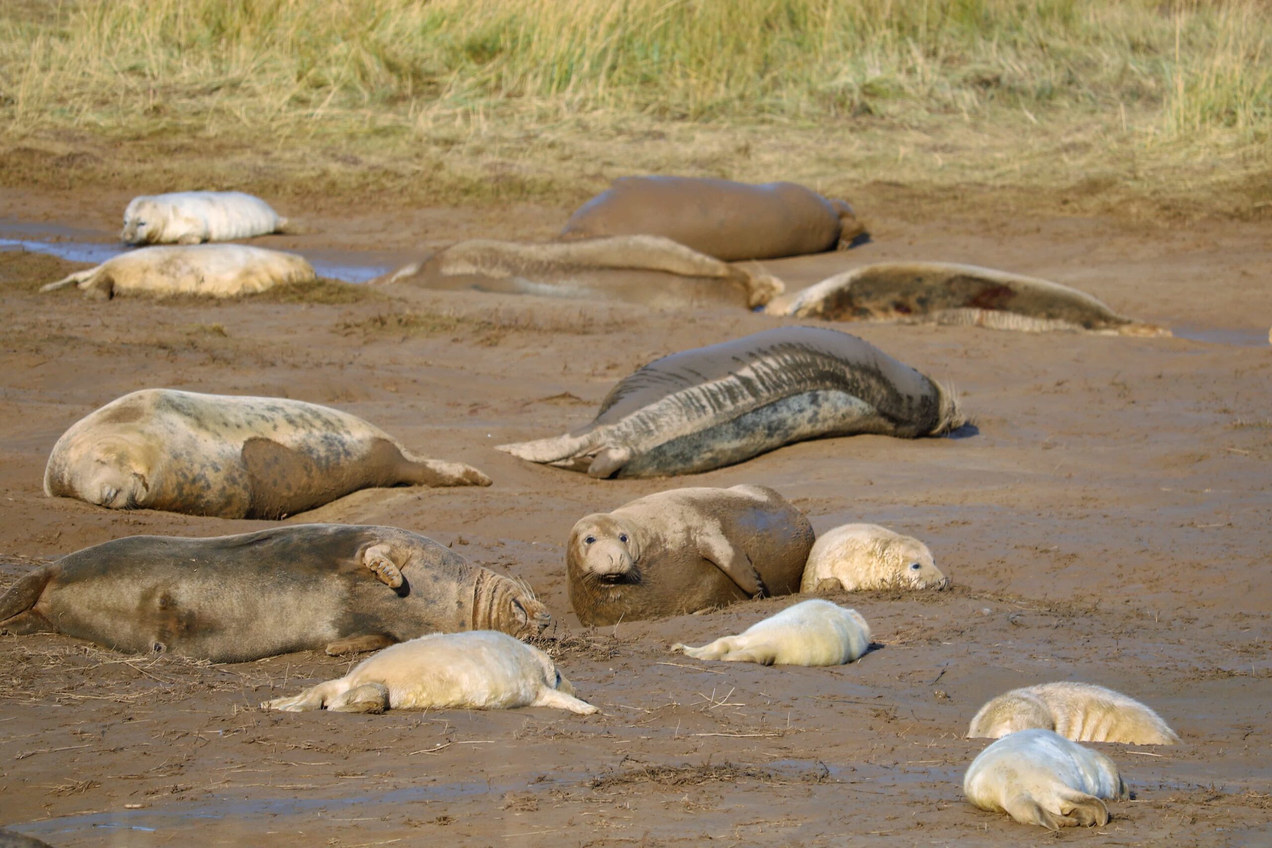 Donna Nook Nature Reserve