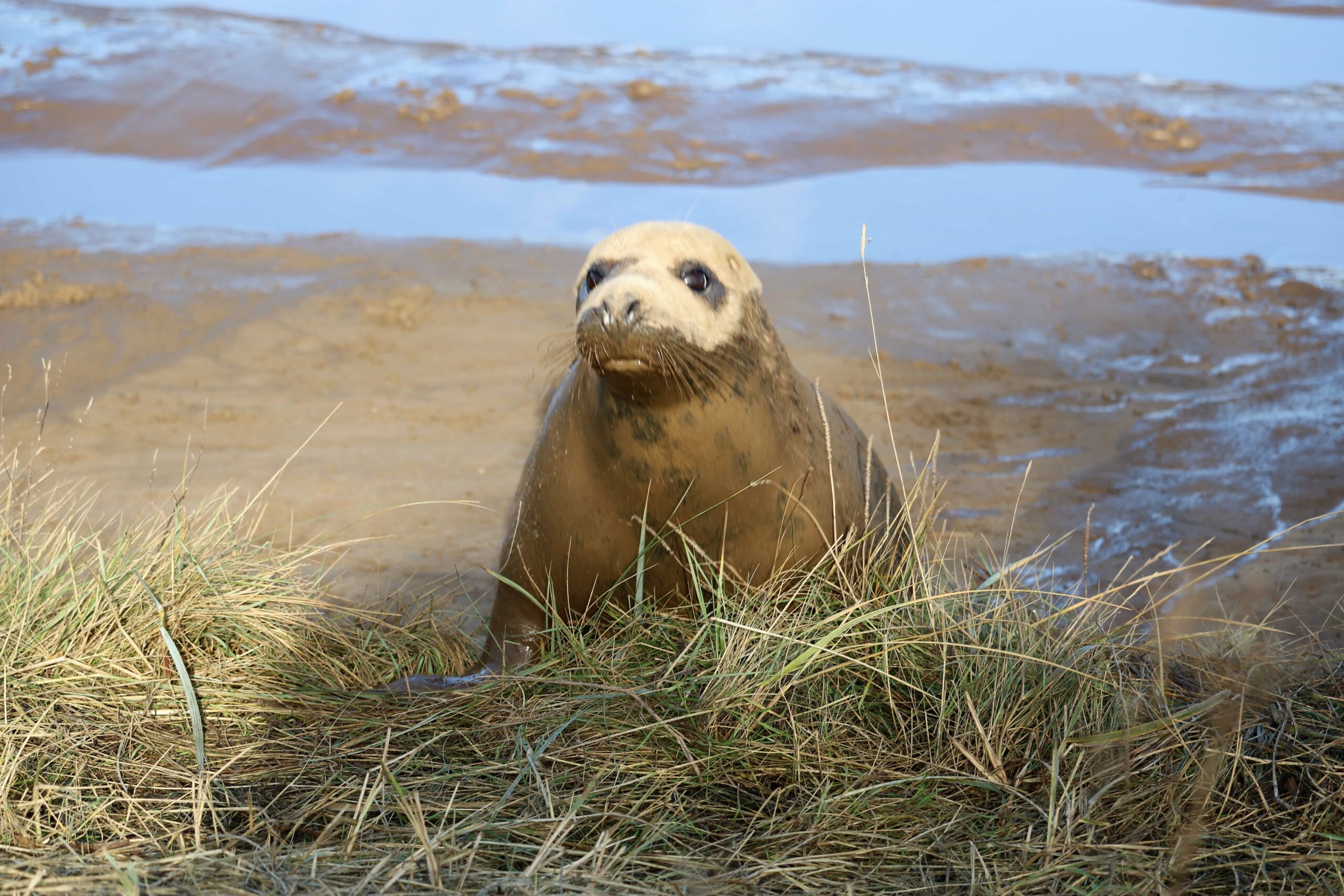 Donna Nook Nature Reserve