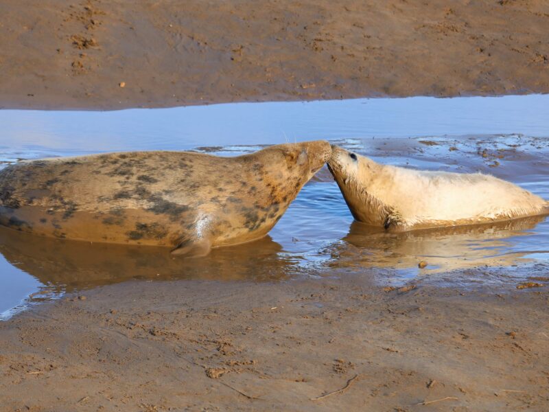 Donna Nook Nature Reserve