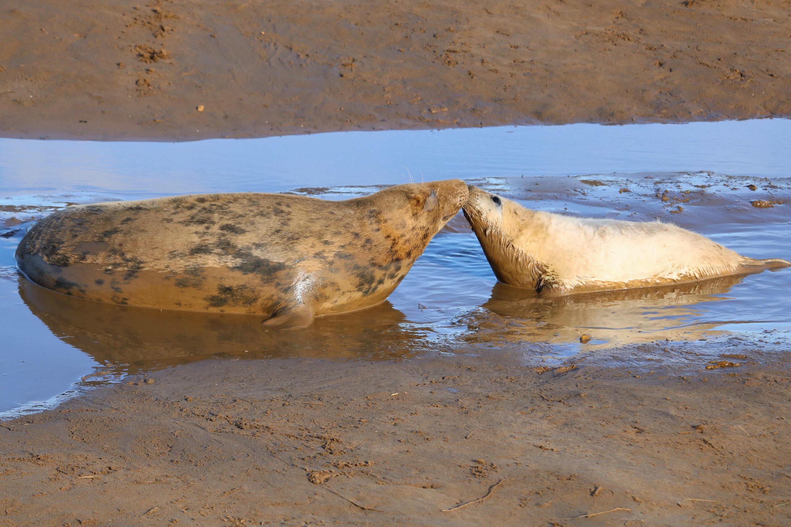 Donna Nook Nature Reserve