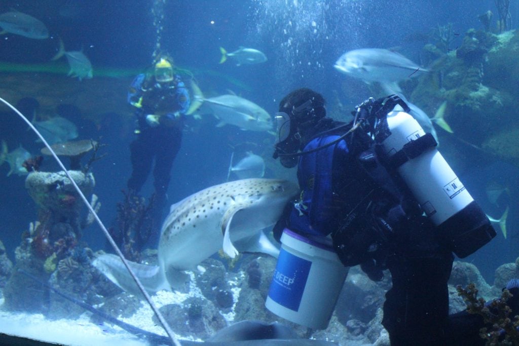 The Deep Hull aquarium