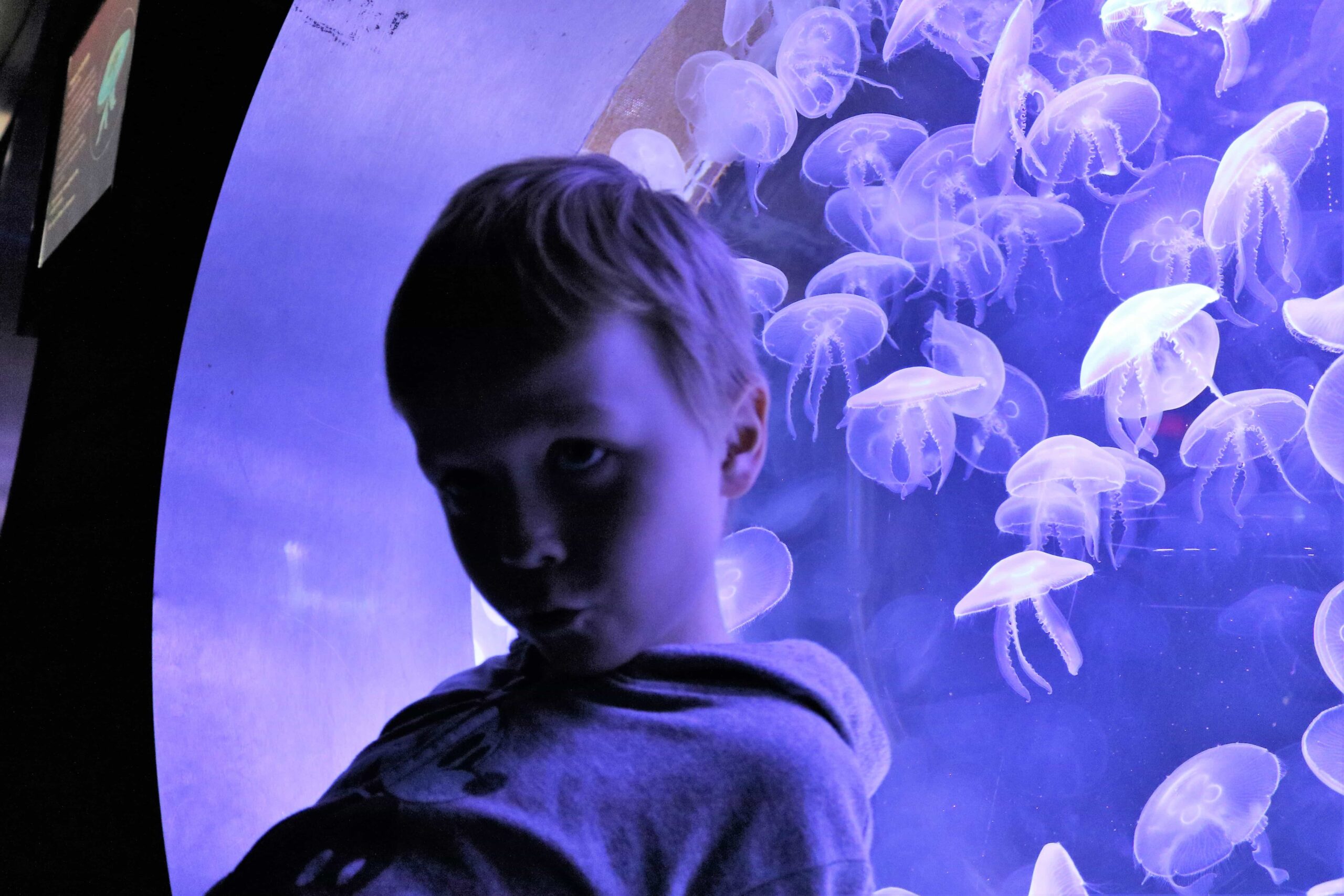 The Deep Hull aquarium,