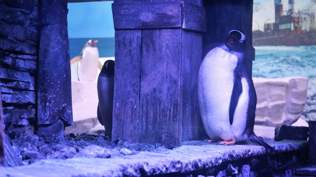 The Deep Hull aquarium