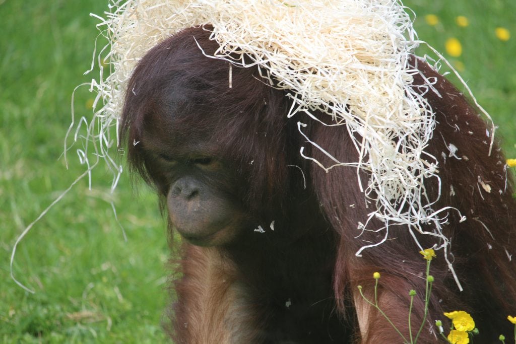 Twycross Zoo