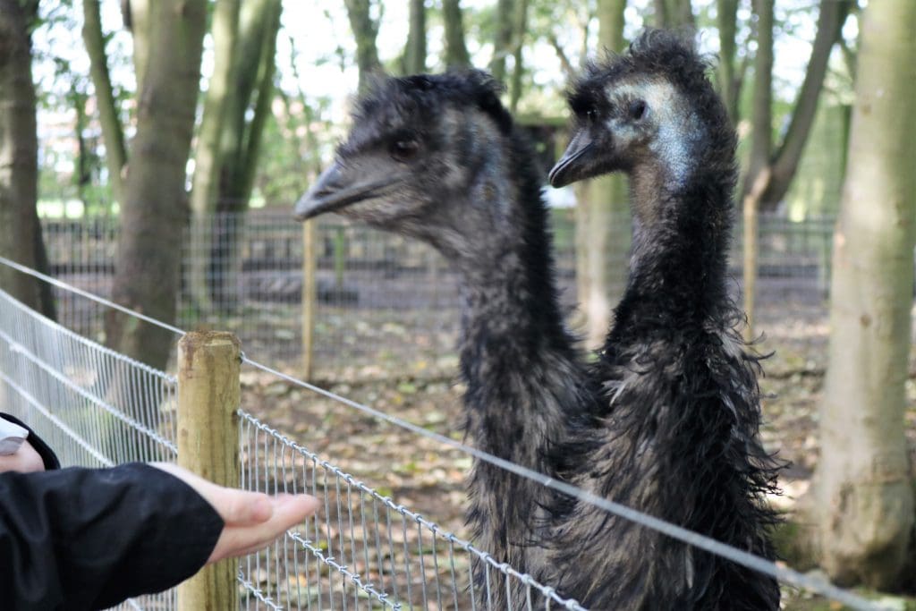 Bridlington Bird of Prey and Animal Park