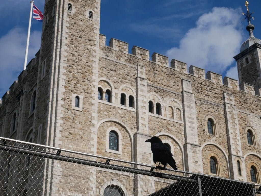 Raven in front of the White Tower