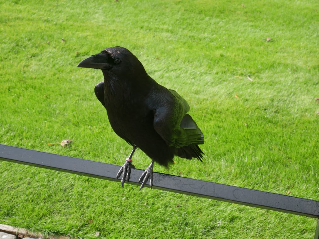 One of the ravens