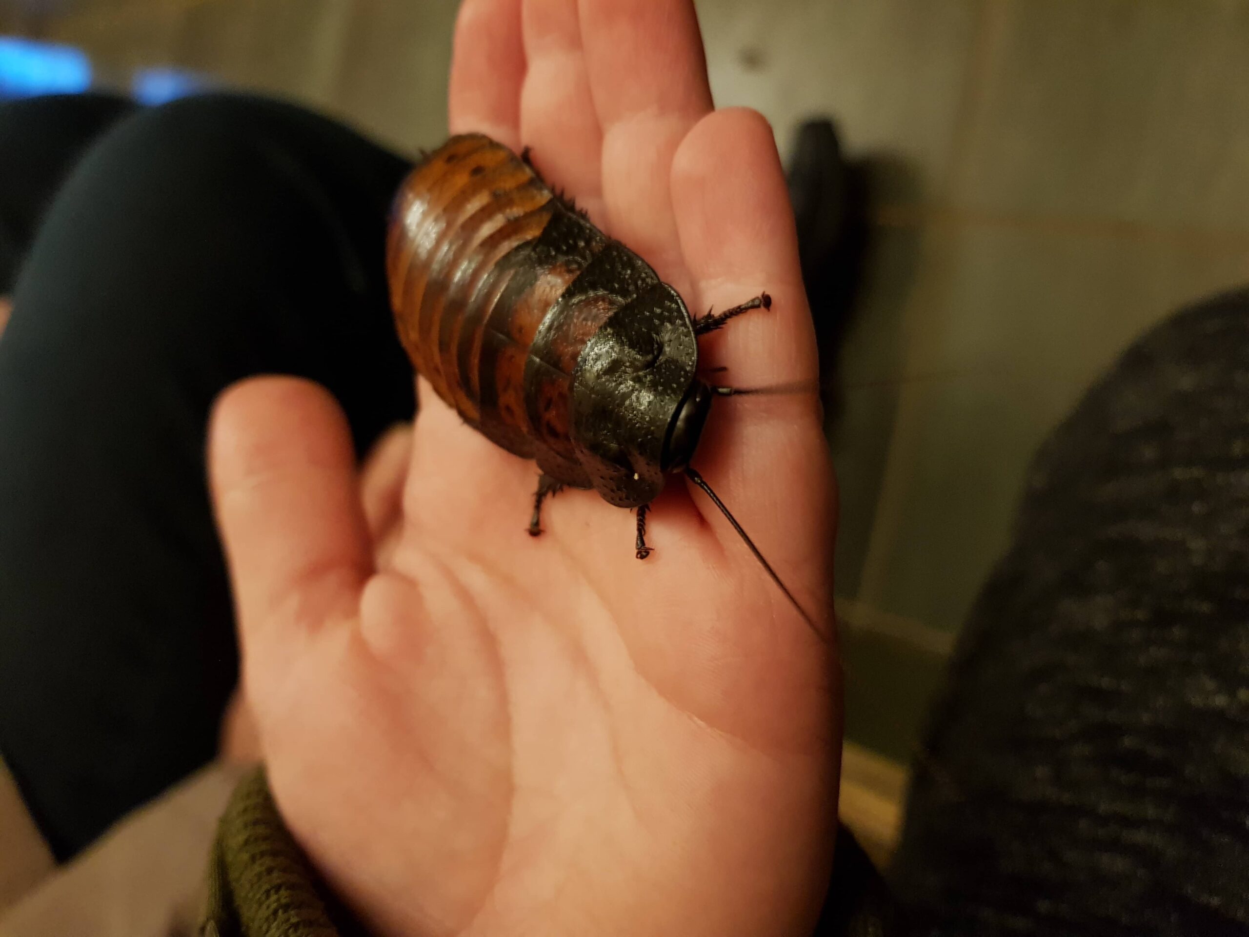 Bugtopia Hornsea free, port