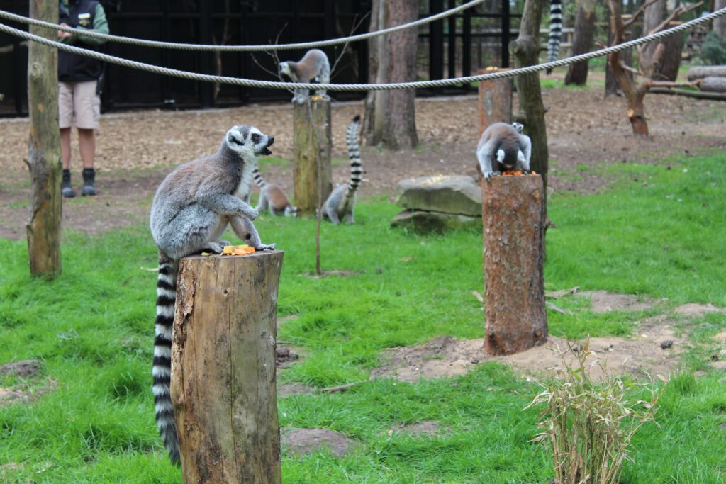 Yorkshire Wildlife Park