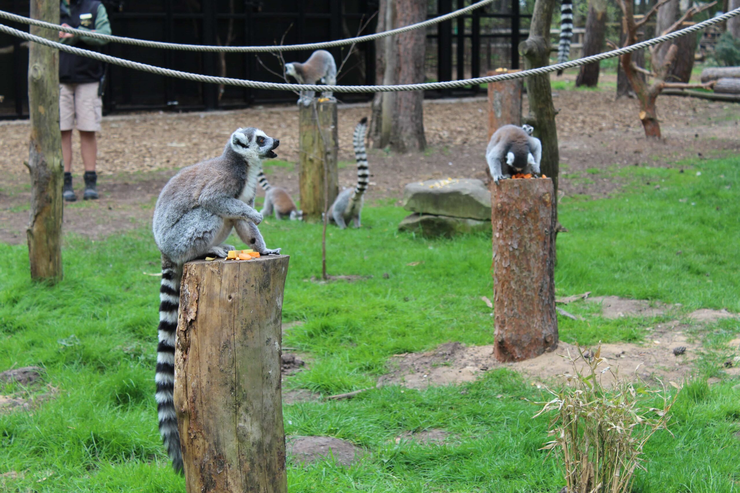 Yorkshire Wildlife Park Where To Go With Kids