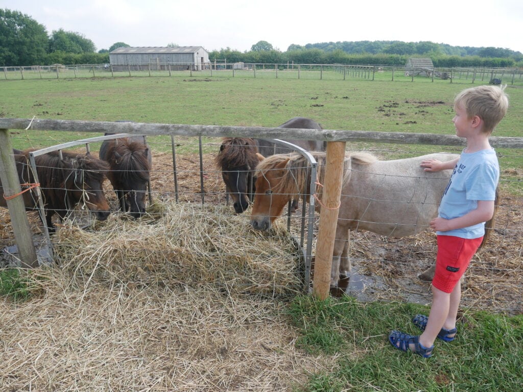 Piglets Adventure Farm