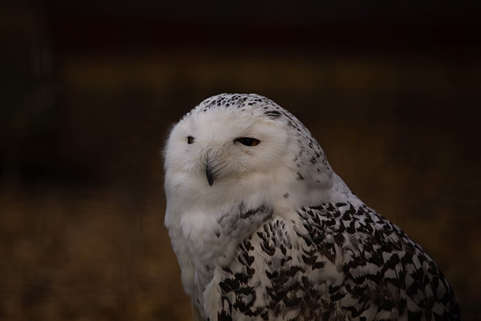 The New Forest Wildlife Park