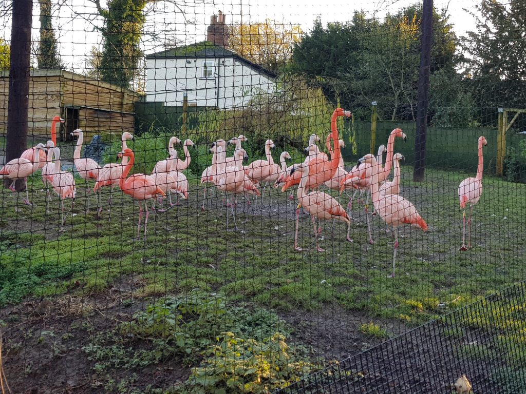 wildlife world lotherton