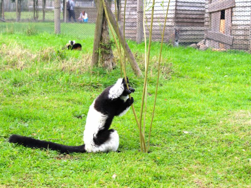 Peak Wildlife Park