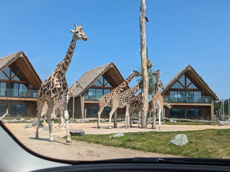 West Midland Safari Park