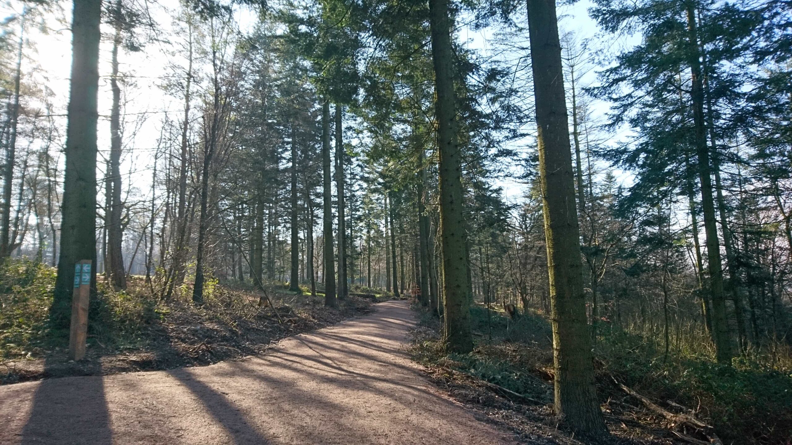 Wendover Woods