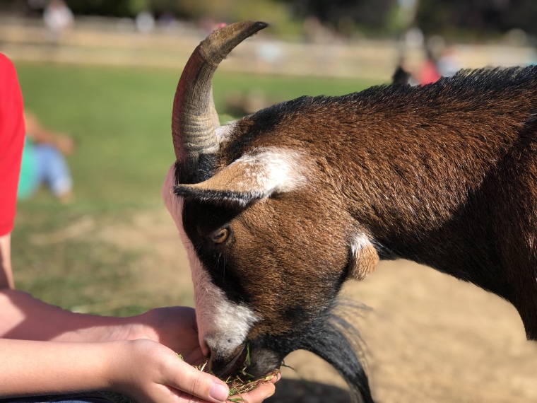 Cotswold Wildlife Park