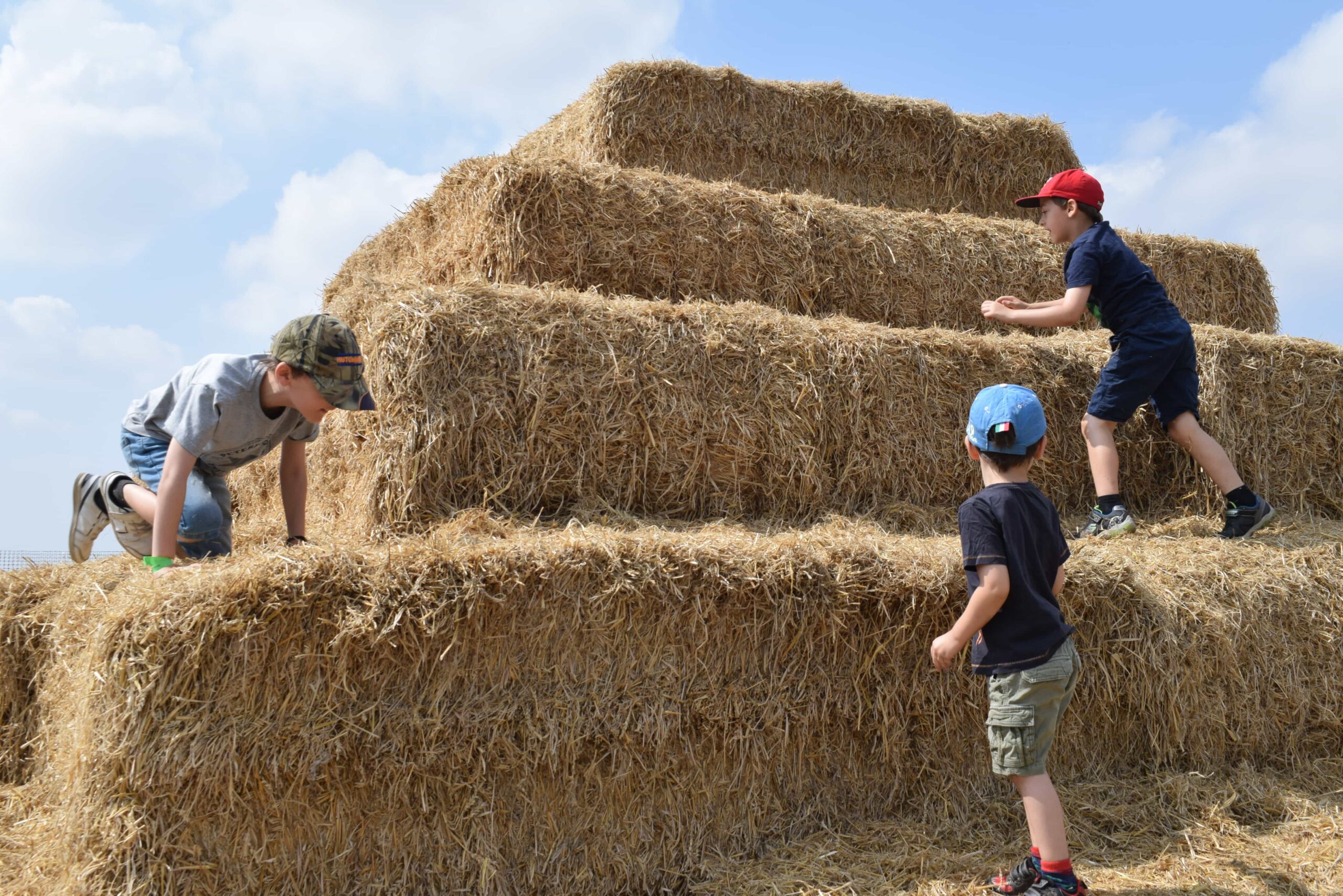 Skylark Maize Maze