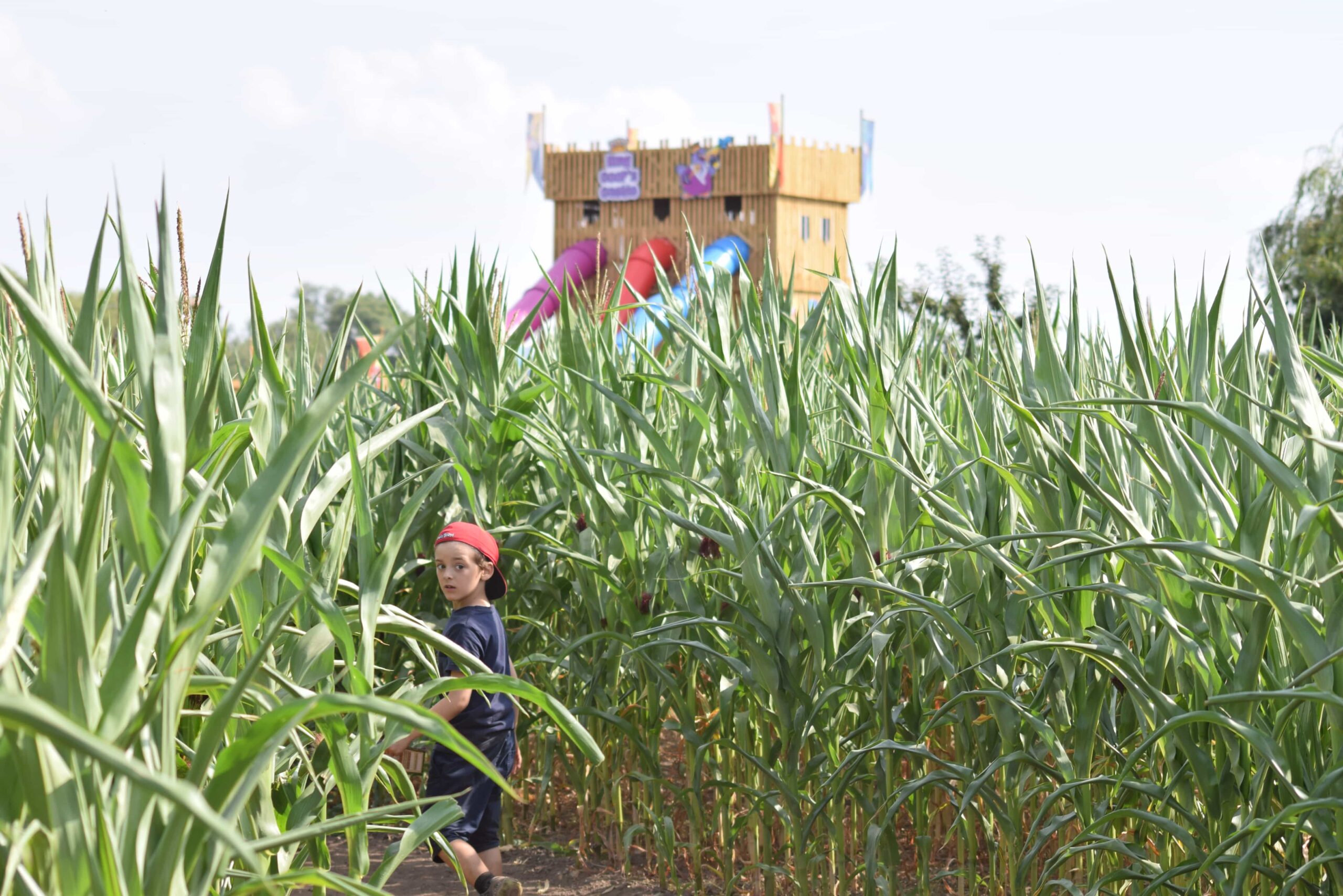 Skylark Maize Maze