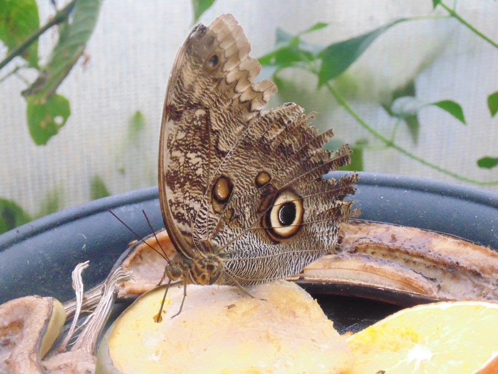 London zoo