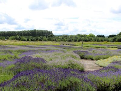 Woldies Lavender and Nature Farm