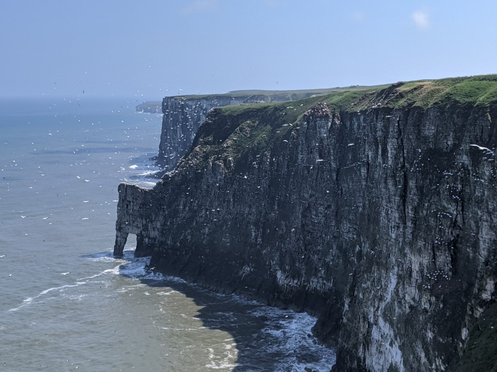 RSPB Bempton Cliffs