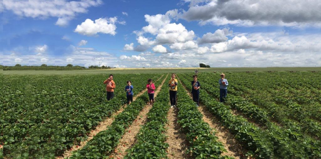 12 Places to Pick Your Own Strawberries in Yorkshire PYO Fruit