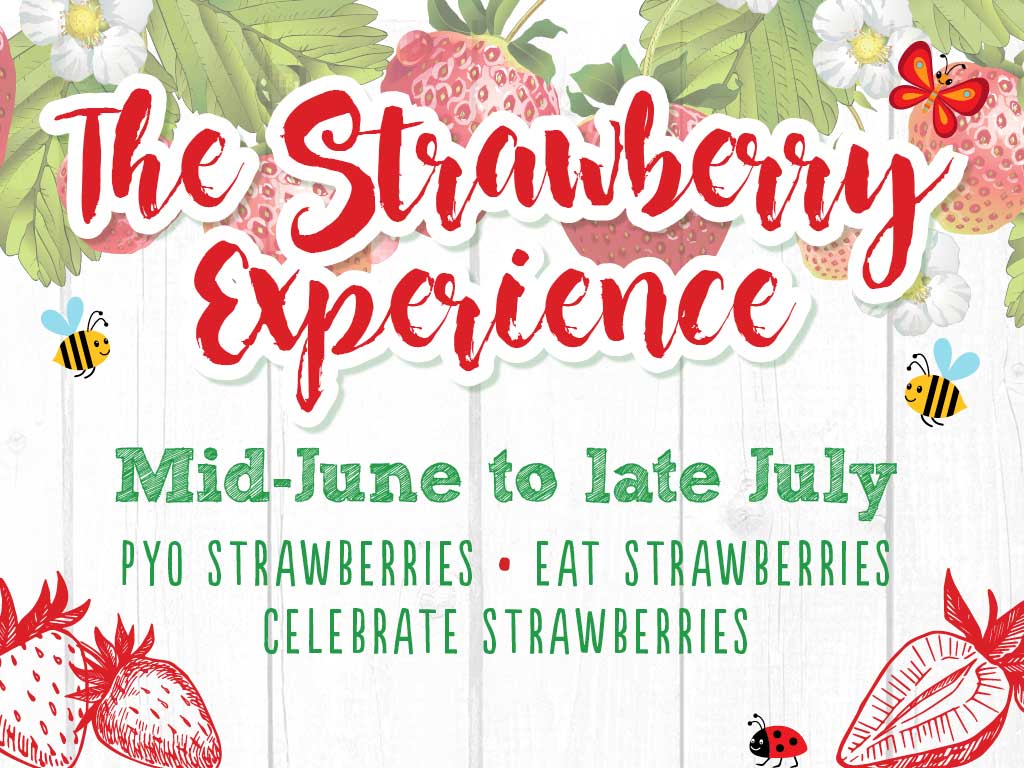 pyo strawbeeries tv screen