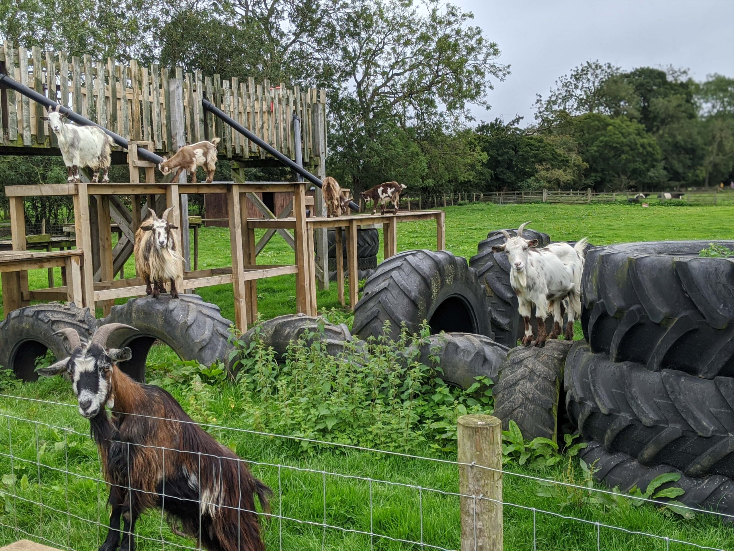Monk Park Farm Where To Go With Kids Monk Park Farm Where To Go With Kids