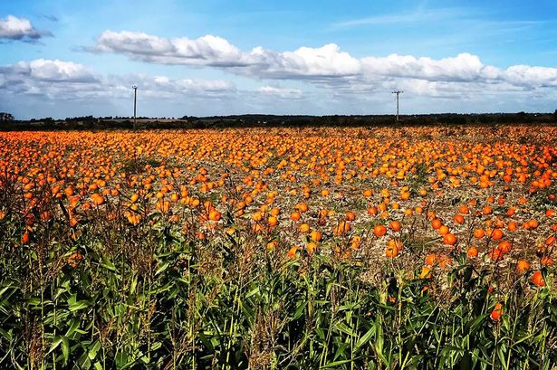 10 + Pumpkin Patches PYO East Midlands 2020