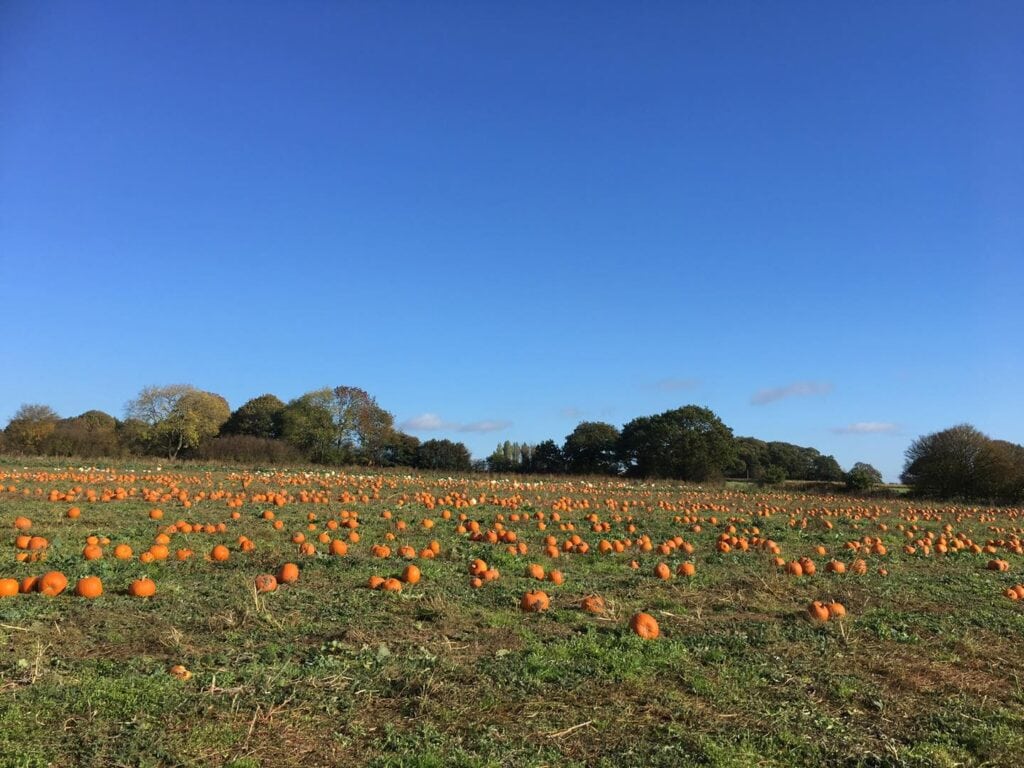 10 + Pumpkin Patches PYO East Midlands 2020