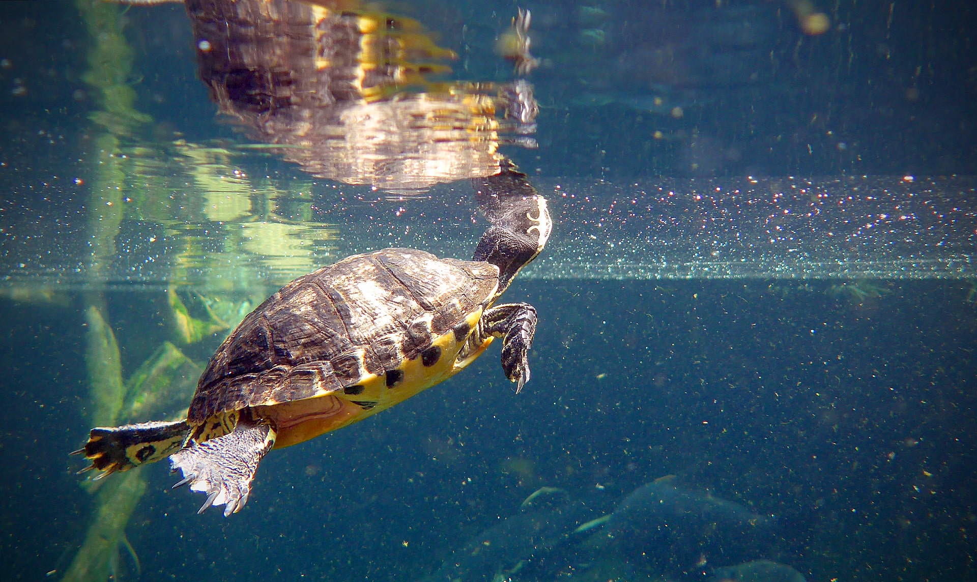 Bristol aquarium,